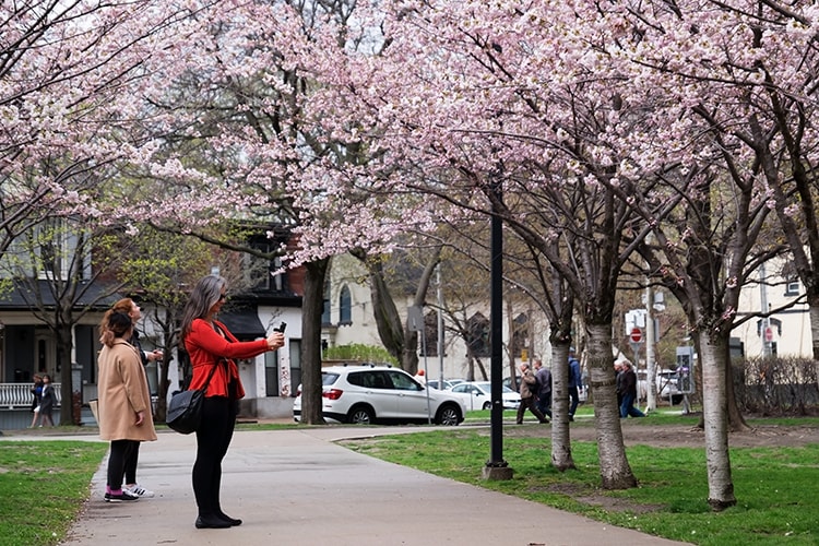 Cherry-blossoms-and-red-shirt-(for-web-embed)