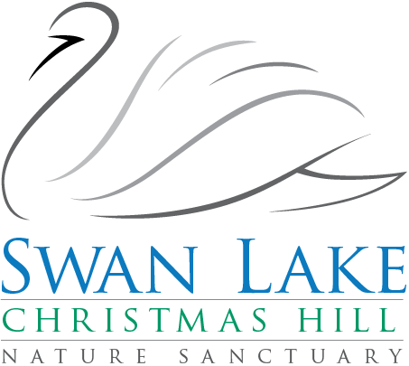 Swan Lake Christmas Hill Nature Sanctuary Society